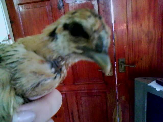 IMG0511A.jpg