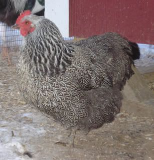 pullet3-10.jpg