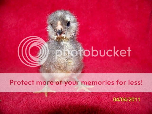 chicks005.jpg
