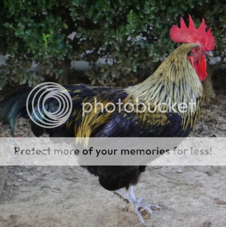 birchen1.jpg