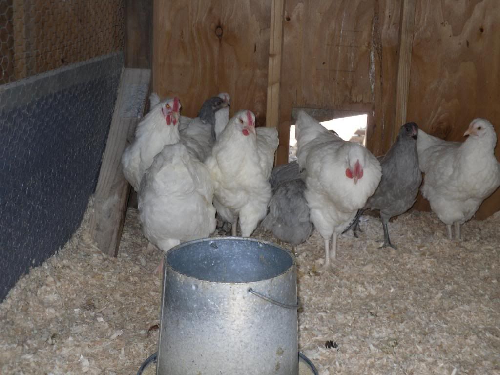 orparaucana015.jpg