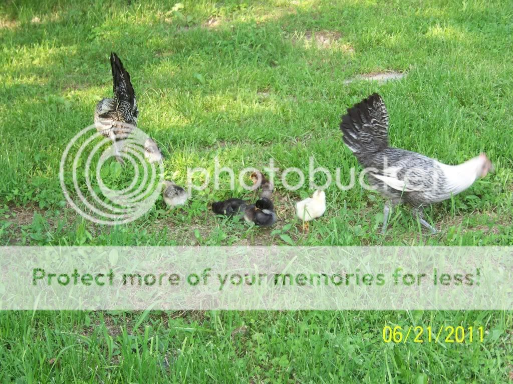 kodak7-8-11026.jpg