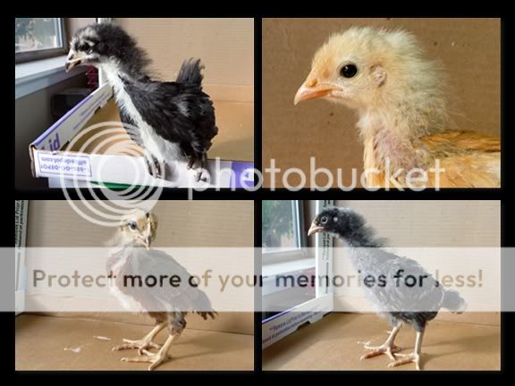 chickenmontage-Page011.jpg