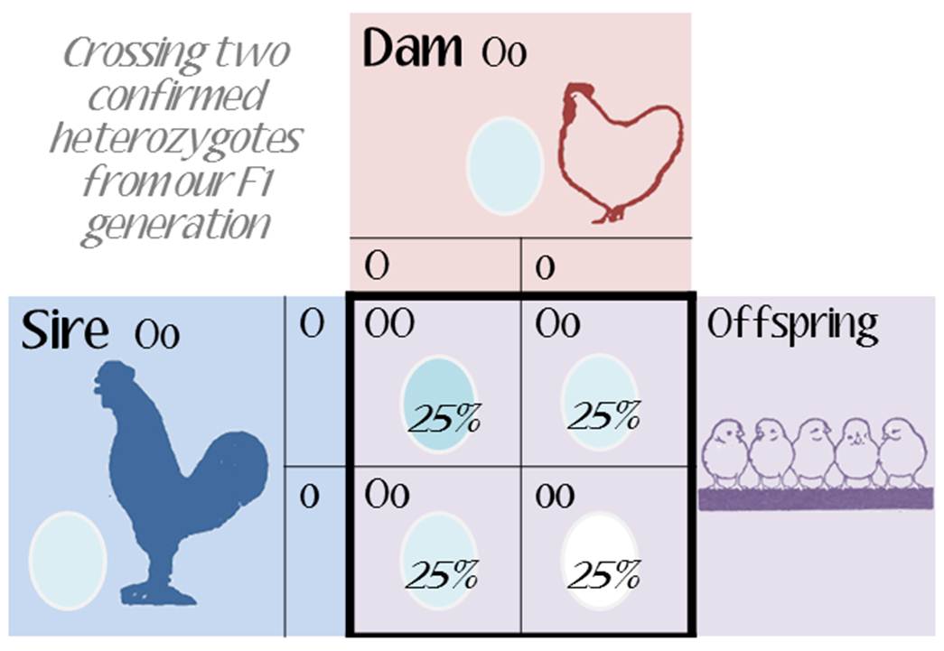 punnett-square-oo-oo-2.jpg