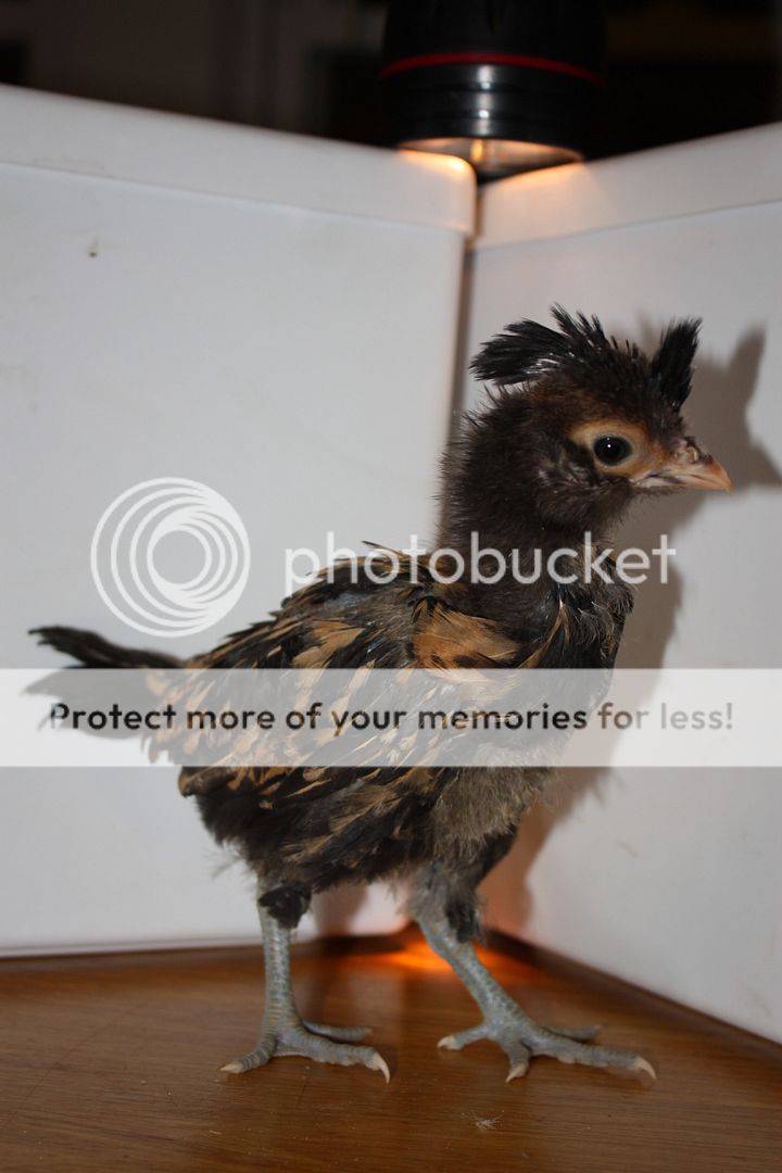 April23010.jpg