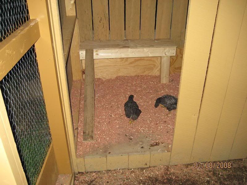 roost.jpg
