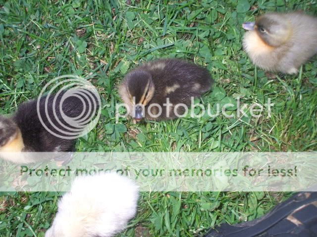 baaabies056.jpg