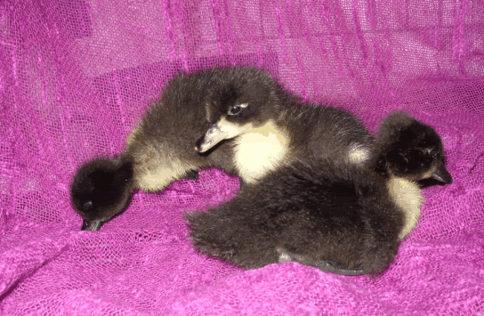 ScreenHunter_43May011445.gif