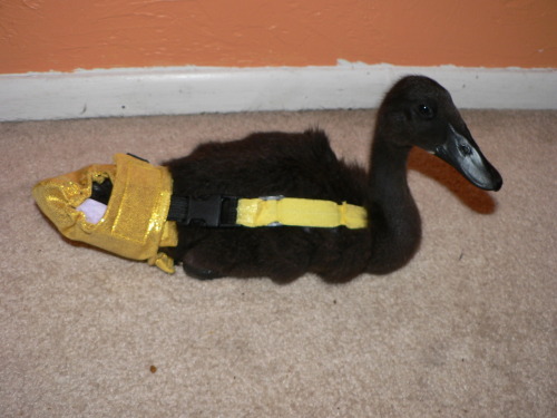 tumblr_kwrpgbNpx51qajwkxo1_500.jpg