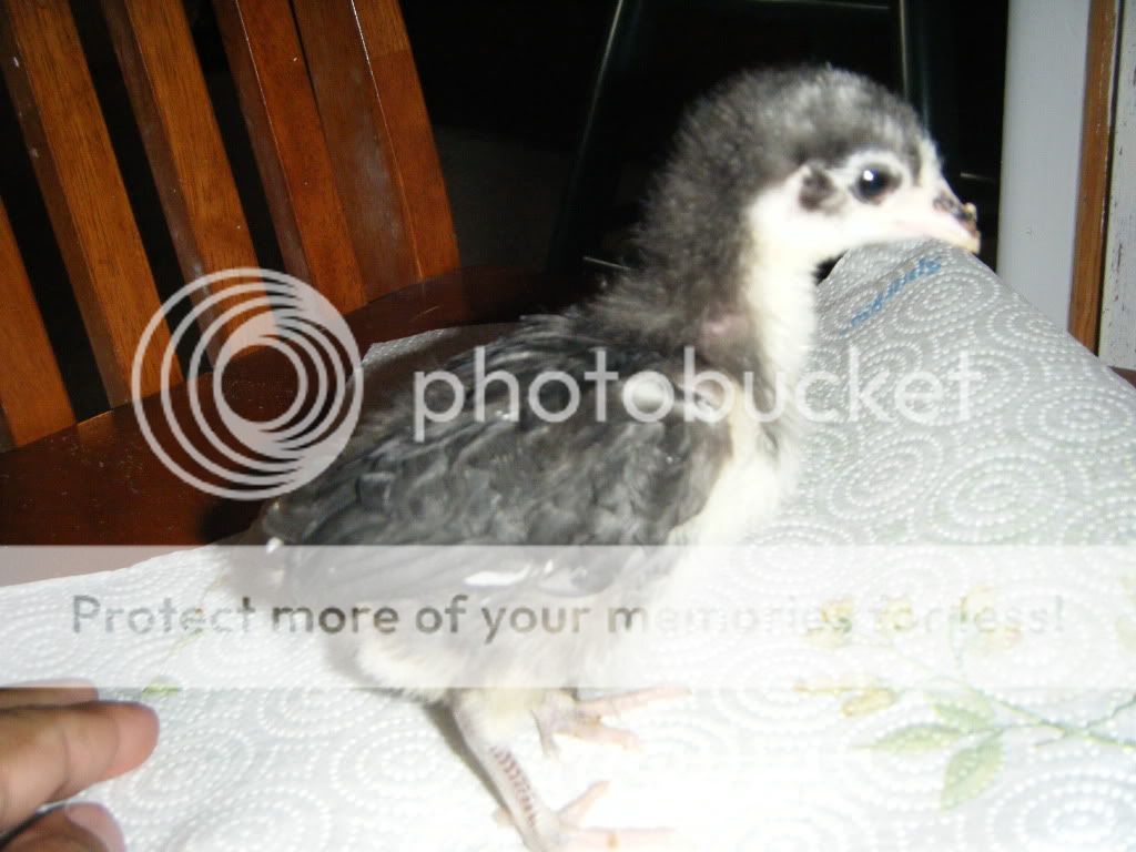 DSCF4749.jpg