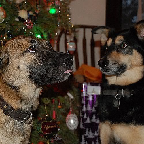 dogschristmas1.jpg