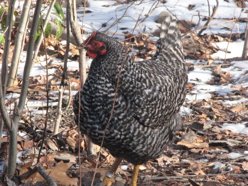 jaydenlucianchickens081.jpg