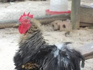 EasterBDChicks142.jpg