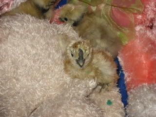 chicks2003.jpg
