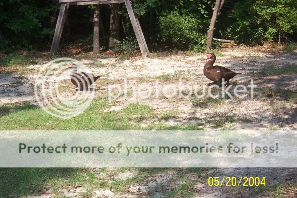 ducks005.jpg