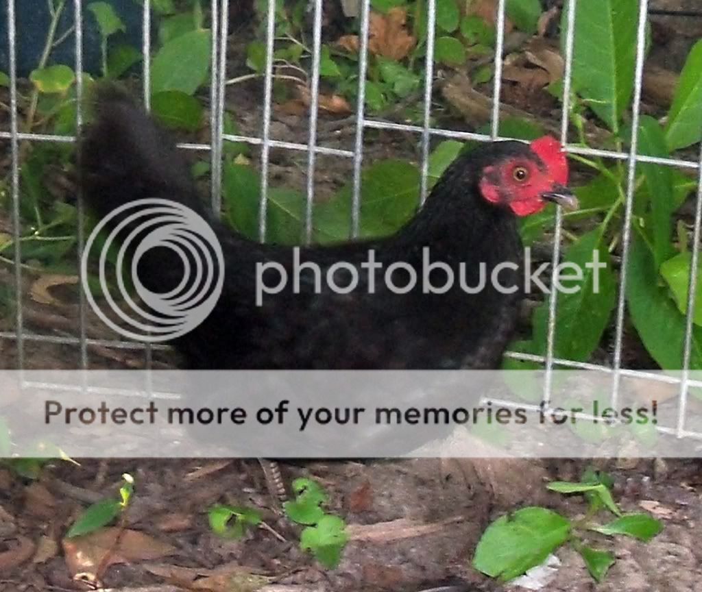 chick1.jpg