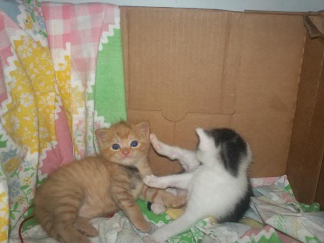 Easter2011kittens076.jpg