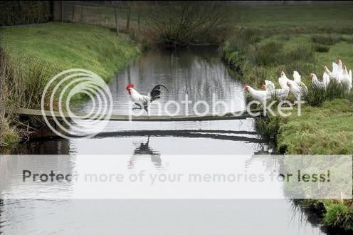 Roosterplank.jpg