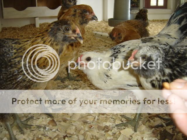 chickseat004.jpg