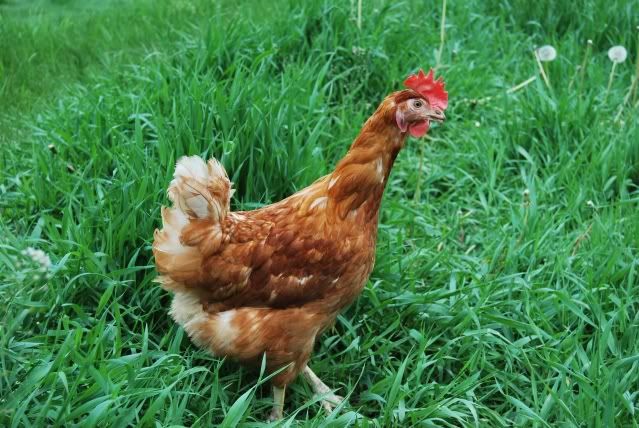 Hens029.jpg