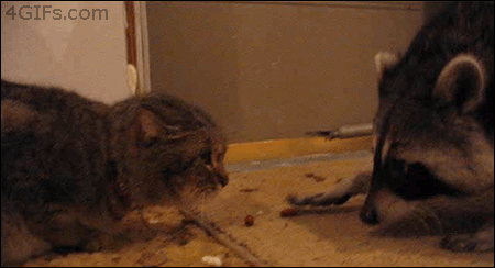 download-1738-1447656523.gif