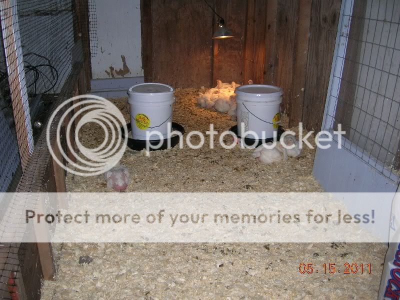 chickens20.jpg