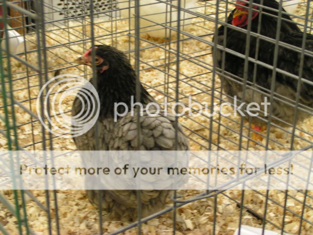 PICT0474.jpg