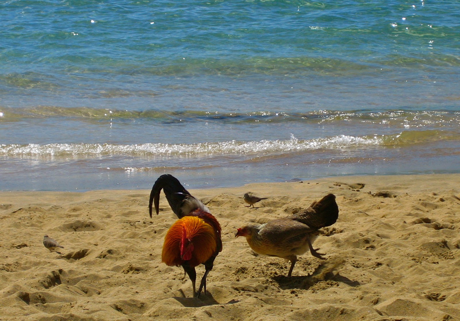 chickenonthebeach.jpg