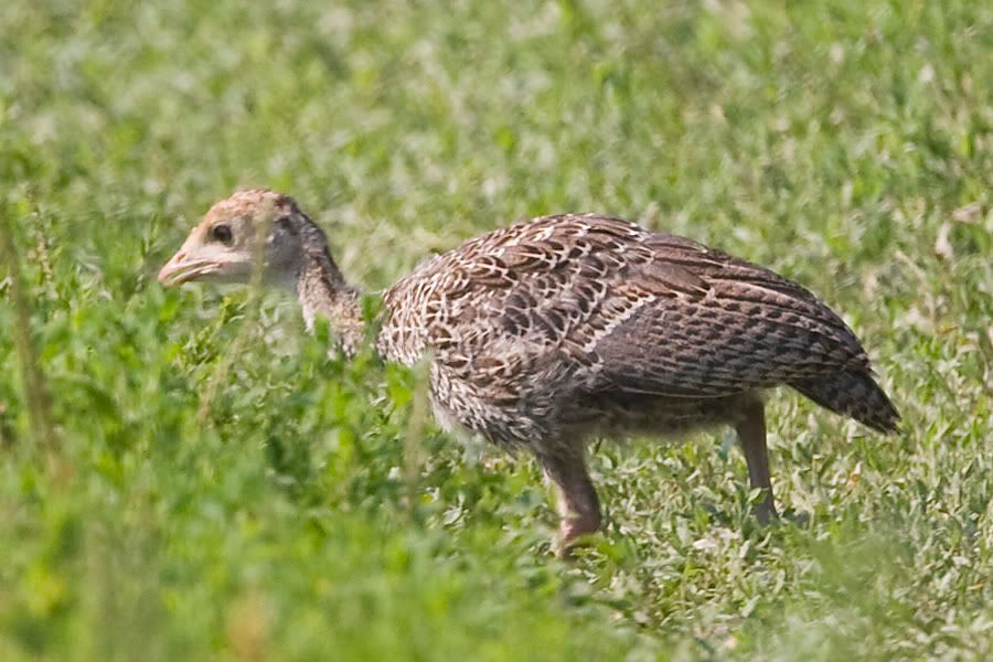 TurkeyPoultforaging.jpg