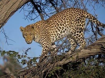 leopard_4.jpg