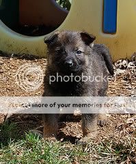 pup4.jpg
