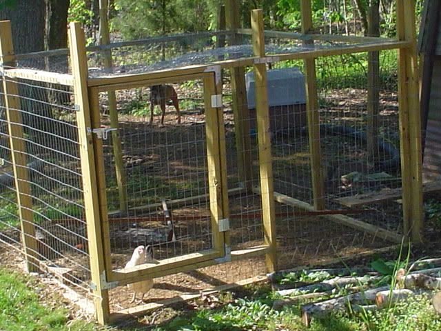 CHICKENS024.jpg