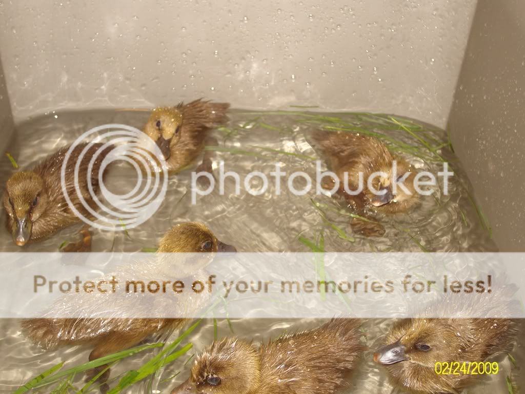 Duckies017.jpg