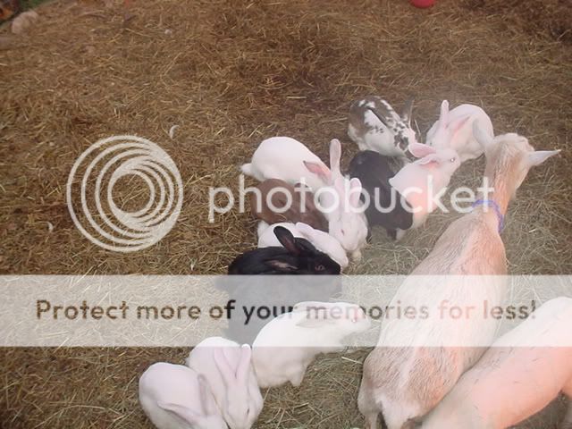 rabbits2.jpg