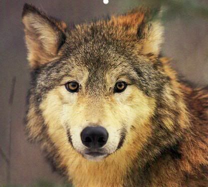 Wolf14.jpg