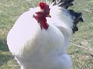 elvis.jpg