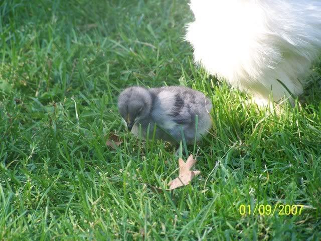100_1674.jpg