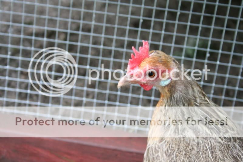 chickens004.jpg