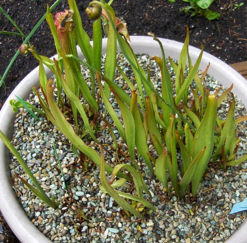 bog-garden.jpg