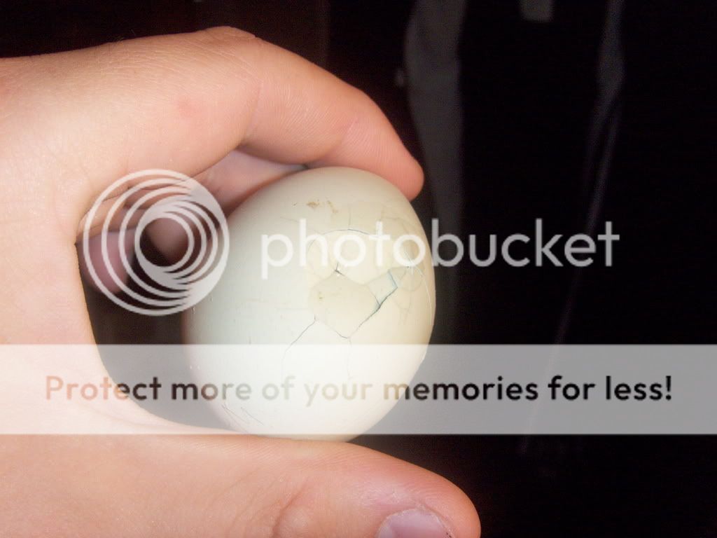 Ruinedeggs006.jpg