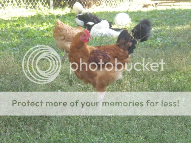 redroosters001.jpg