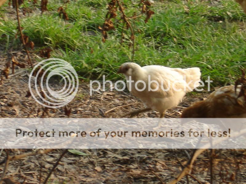 chickensjune2011012.jpg