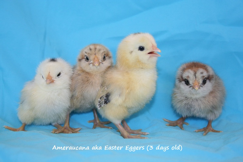 3_day_old_easter_eggers01.jpg