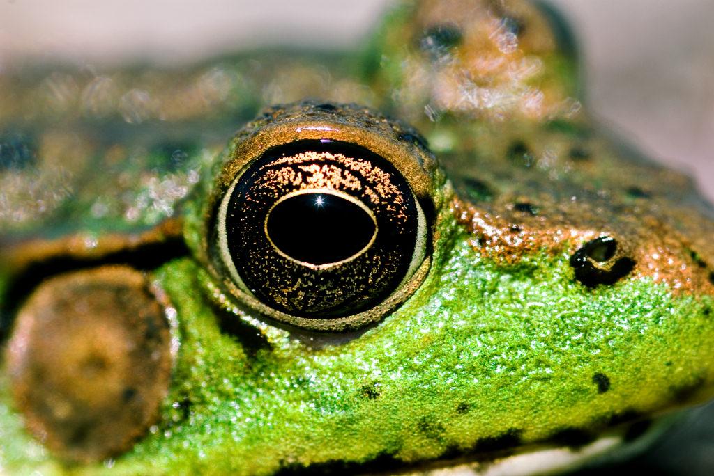 Frog_eye_closeup.jpg