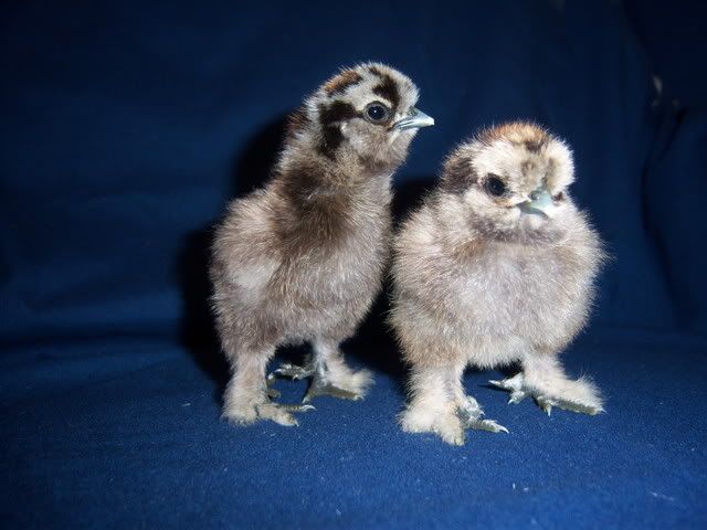 silkies036.jpg