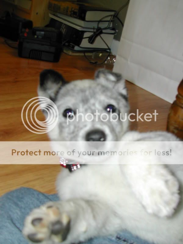 DSCN4239.jpg