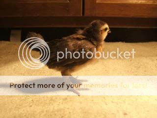 TSCChicks41609003.jpg