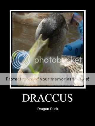 Draccusclose-1.jpg