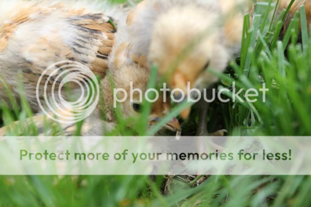 babiesout10_zps1418e30a.jpg