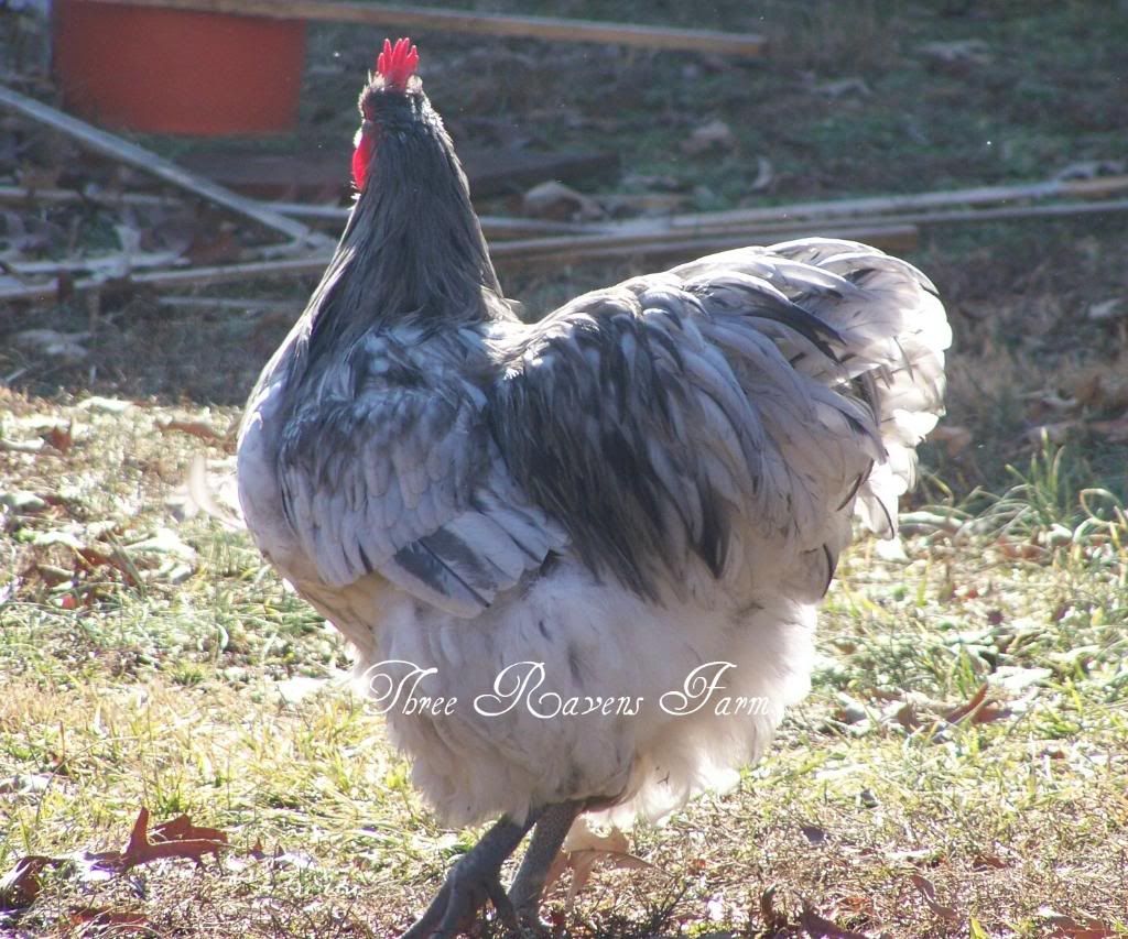 Nigel401-29-2011.jpg